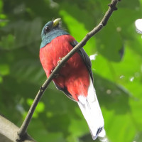 Narina Trogon